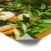 Sinaasappel Groves Snow Capped Mount Baldy begin j Poster (Hoek)