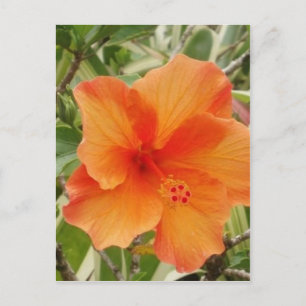 sinaasappel hawaii hibiscus plant briefkaart