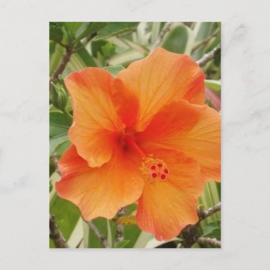 sinaasappel hawaii hibiscus plant briefkaart (Voorkant)