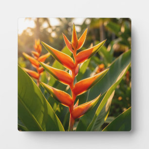 Sinaasappel Heliconia Tropische Bloem Gouden Uur  Fotoplaat