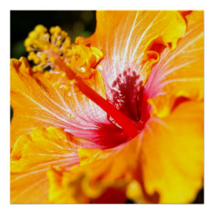 Sinaasappel Hibiscus Bloem Zijaanzicht Glanzend Poster
