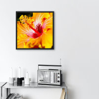Sinaasappel Hibiscus Bloem Zijaanzicht Klein