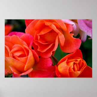 Sinaasappel in Bunches Poster