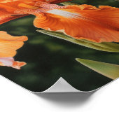 Sinaasappel Irissen Bloemenkunst Print Poster (Hoek)