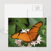 Sinaasappel Julia Butterfly Briefkaart (Voorkant / Achterkant)