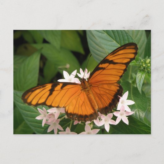 Sinaasappel Julia Butterfly Briefkaart (Voorkant)