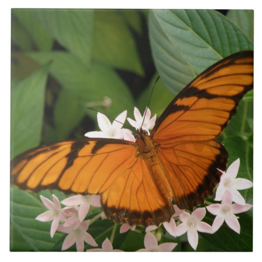 Sinaasappel Julia Butterfly Tile Tegeltje (Voorkant)