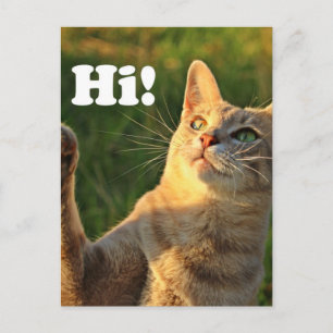 Sinaasappel Kat Zegt Hallo! Briefkaart
