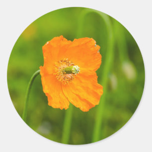 Sinaasappel Klaproos Bloem Natuur Foto Op Groen Ronde Sticker