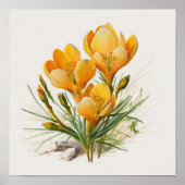 Sinaasappel Krokus Bloemen Art Print Poster (Voorkant)