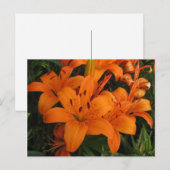 Sinaasappel Lily Briefkaart (Voorkant / Achterkant)