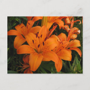 Sinaasappel Lily Briefkaart