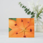 Sinaasappel Lily Floral Briefkaart (Staand voorkant)
