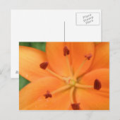 Sinaasappel Lily Floral Briefkaart (Voorkant / Achterkant)