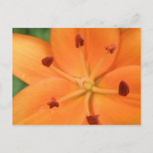 Sinaasappel Lily Floral Briefkaart