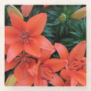 Sinaasappel Lily Glass Onderzetter