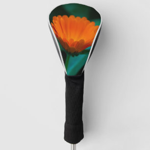 Sinaasappel Madeliefje Bloem Foto Golfheadcover