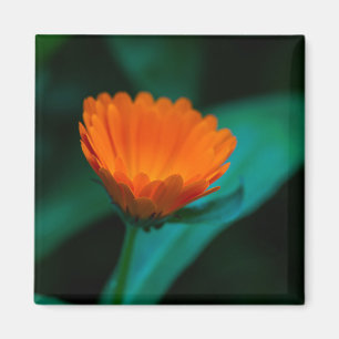 Sinaasappel Madeliefje Bloem Foto Magneet