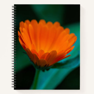 Sinaasappel Madeliefje Bloem Foto Notitieboek