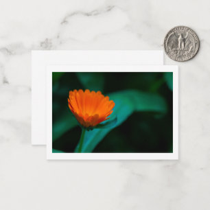 Sinaasappel Madeliefje Bloem Foto Notitiekaartje