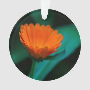 Sinaasappel Madeliefje Bloem Foto Ornament