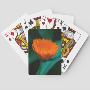 Sinaasappel Madeliefje Bloem Foto Pokerkaarten