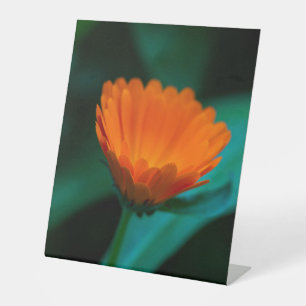 Sinaasappel madeliefje bloem reclamebord met voetstuk