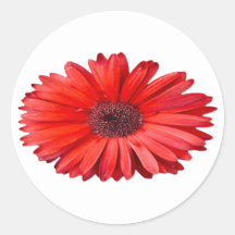 Sinaasappel Madeliefje Bloemkunst 