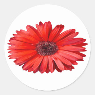 Sinaasappel Madeliefje Bloemkunst Ronde Sticker