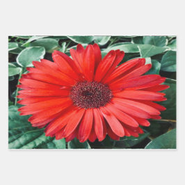Sinaasappel Madeliefjes Botanische Cadeauverpakkin Inpakpapier Vel