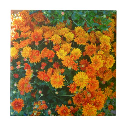 Sinaasappel Margarita Daisy Tile Tegeltje (Voorkant)
