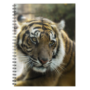Sinaasappel met zwarte strepen Bengale tijgerfoto Notitieboek