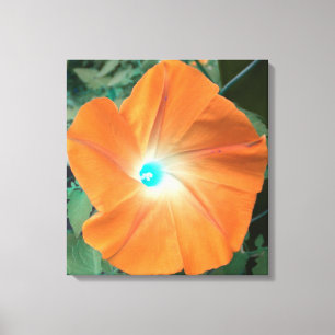 Sinaasappel morning Glory verpakt doek Canvas Afdruk