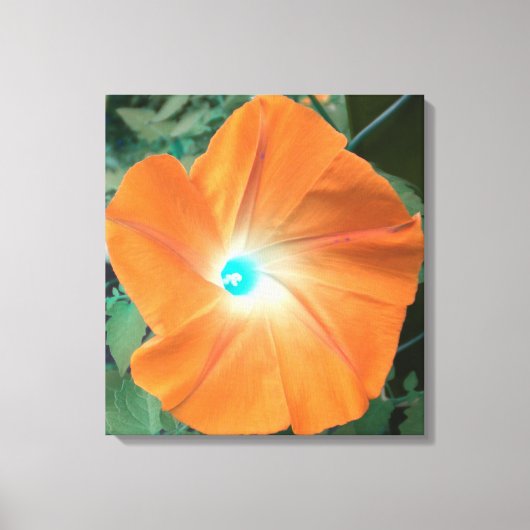Sinaasappel morning Glory verpakt doek Canvas Afdruk (Voorkant)