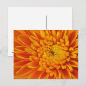 Sinaasappel Mum Herfst Floral Fotografie Briefkaar Briefkaart (Voorkant / Achterkant)