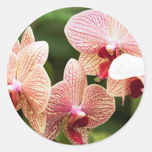 Sinaasappel Orchidee Hybride, Zuid-Afrika Ronde Sticker (Voorkant)
