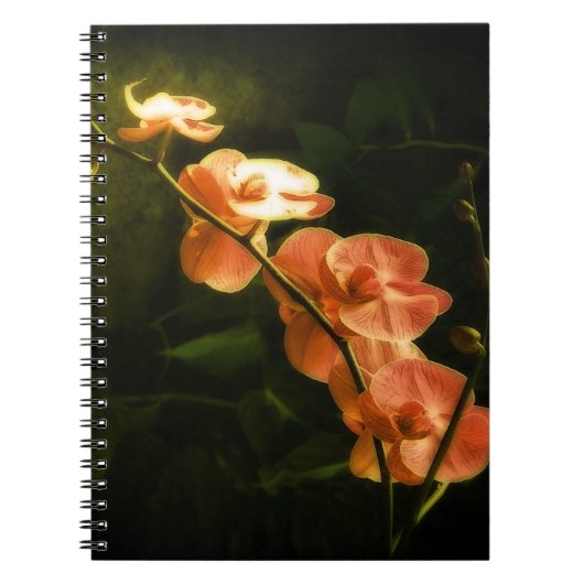 Sinaasappel Orchidee Notitieboek (Voorkant)
