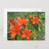 sinaasappel overdag briefkaart (Voorkant / Achterkant)