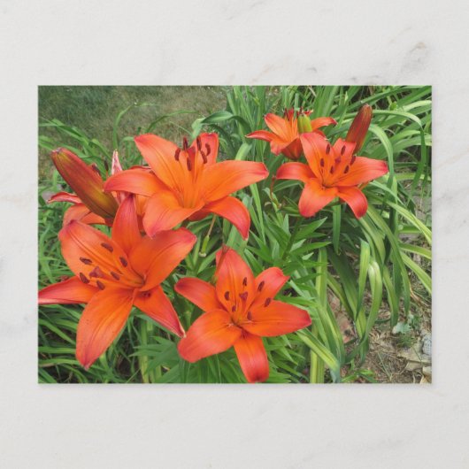 sinaasappel overdag briefkaart (Voorkant)