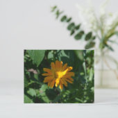 Sinaasappel Pot Marigold Bloem (Calendula officina Briefkaart (Staand voorkant)