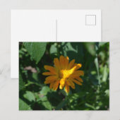 Sinaasappel Pot Marigold Bloem (Calendula officina Briefkaart (Voorkant / Achterkant)