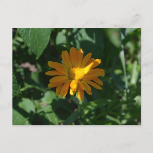 Sinaasappel Pot Marigold Bloem (Calendula officina Briefkaart (Voorkant)