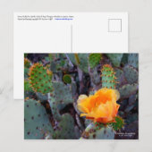 Sinaasappel Prickly Pear Cactus Bloesem Bloesem Briefkaart (Voorkant / Achterkant)