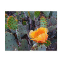 Sinaasappel Prickly Pear Cactus Bloesem Bloesem