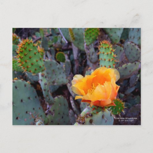 Sinaasappel Prickly Pear Cactus Bloesem Bloesem Briefkaart (Voorkant)