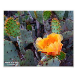 Sinaasappel Prickly Pear Cactus Bloesem Bloesem Foto Afdruk