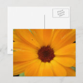 Sinaasappel Rain Daisy Briefkaart (Voorkant / Achterkant)