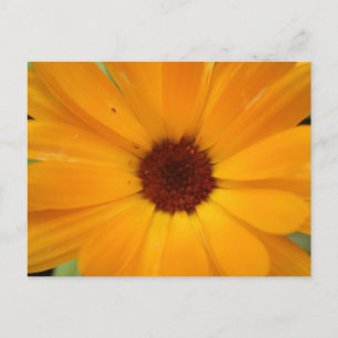 Sinaasappel Rain Daisy Briefkaart