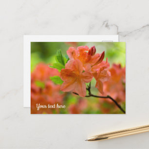 Sinaasappel Rhododendron Ansichtkaart Briefkaart