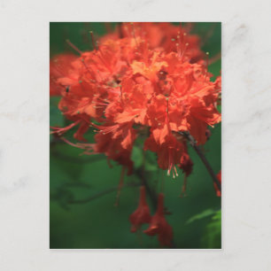 Sinaasappel Rhododendron Briefkaart